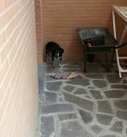 Il cane che si aggira a Villa Potenza in via Costantini