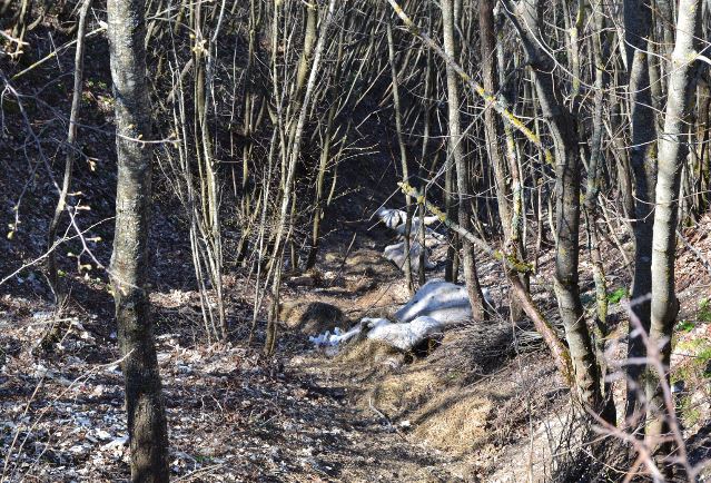 Carcasse di bovini trovate nei boschi