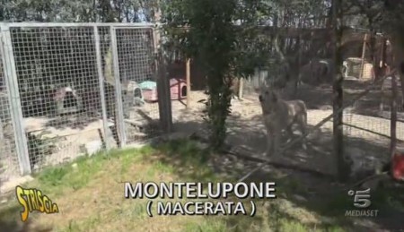 Il rifugio di Montelupone nel servizio di Striscia