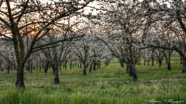 SCATTI DI PRIMAVERA MATTEO MOZZONI (1)