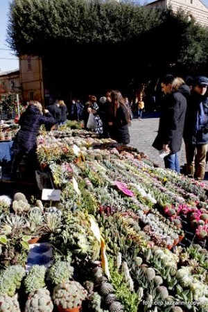 fiori civitanova alta 2
