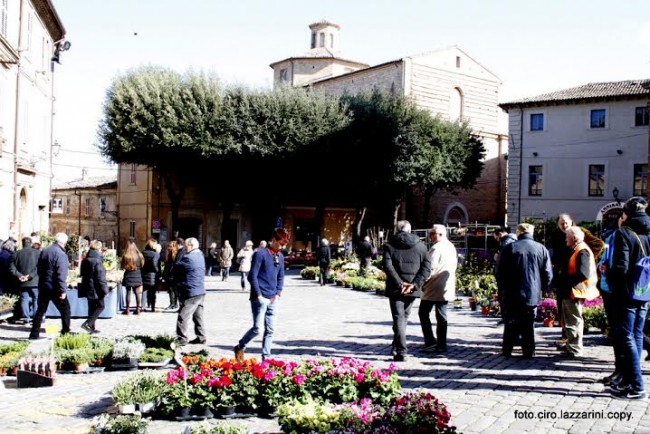 fiori civitanova alta 3