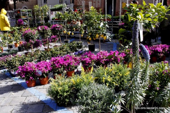 fiori civitanova alta 4
