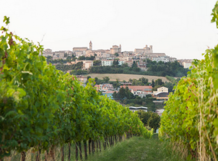 una veduta dalla cantina