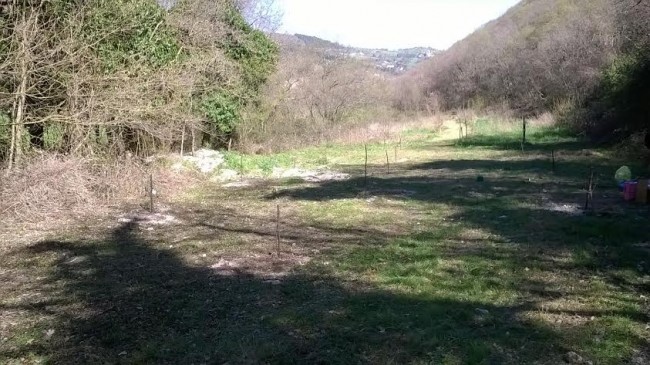 le operazioni di piantumazione degli alberelli in località fosso Cerreto5