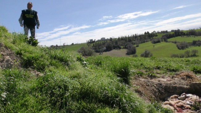 macellazione clandestina 4