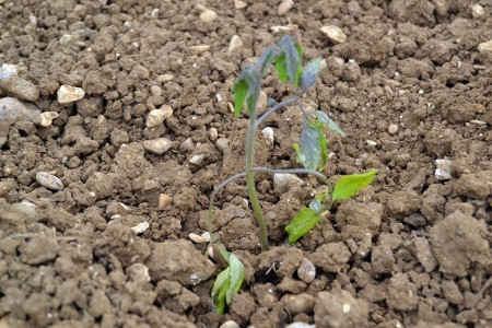 Una delle piantine di pomodori che il coltivatore sta annaffiando a mano