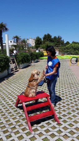 Una esercitazione con i cani in spiaggia