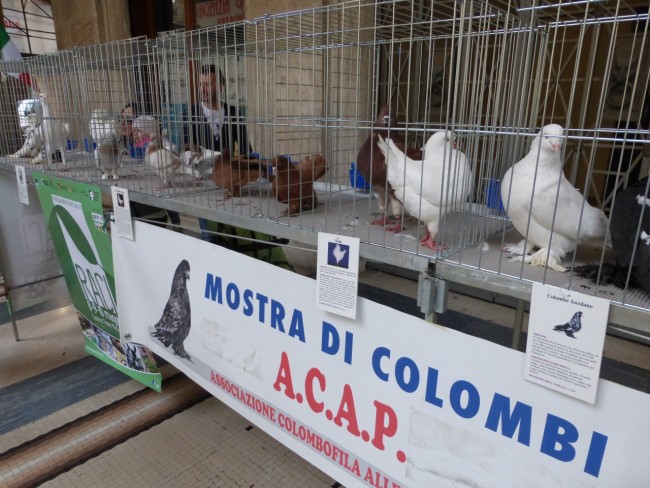 Raci in piazza a Macerata di Marco Ribechi (15)