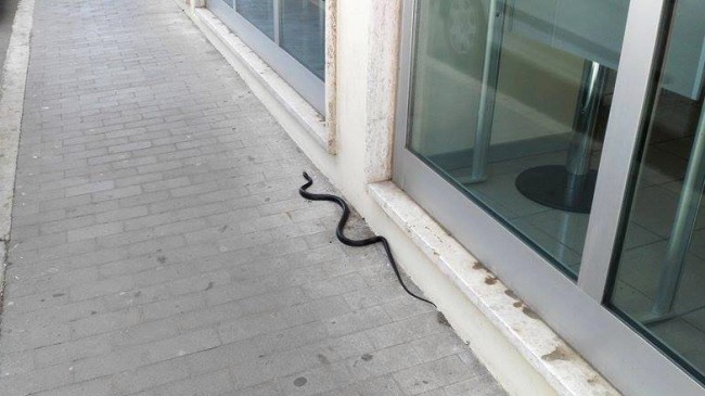 Serpente Civitanova (1)