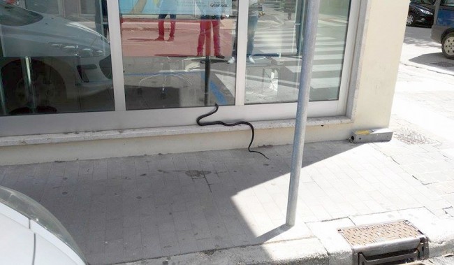 Serpente Civitanova (2)