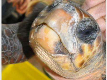 Tartaruga Caretta Caretta