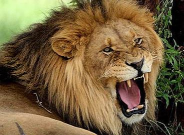 Un leone