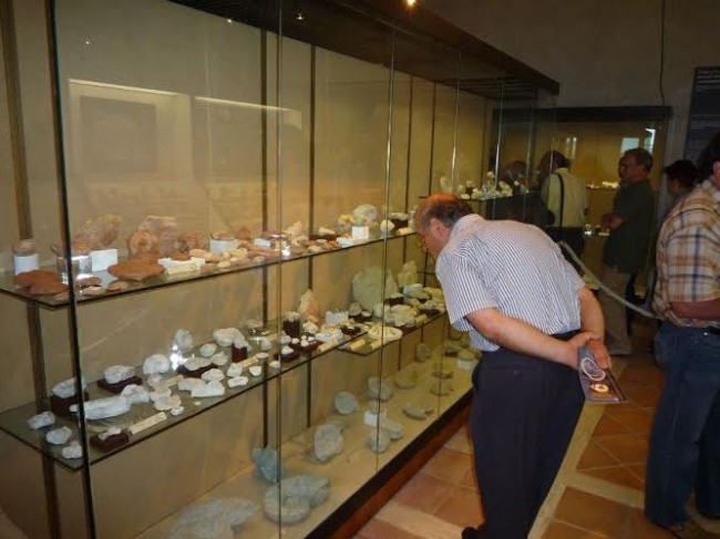 La collezione di fossili