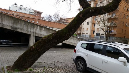 La quercia abbattuta