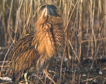 Il tarabuso canterino