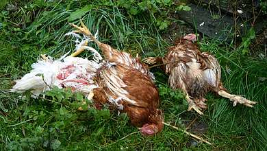 Le galline uccise
