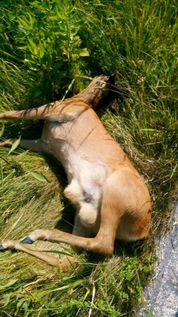 Il capriolo morto