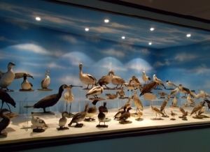 Una teca conservata nel museo Luigi Paolucci a Offagna