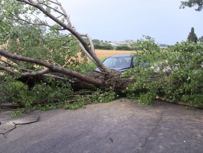 Il pioppo caduto a Chiarino di Recanati (foto: Radioerre)