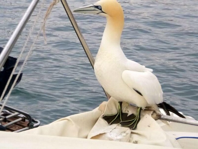 uccello africano porto recananti 3
