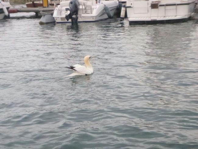 uccello africano porto recanati