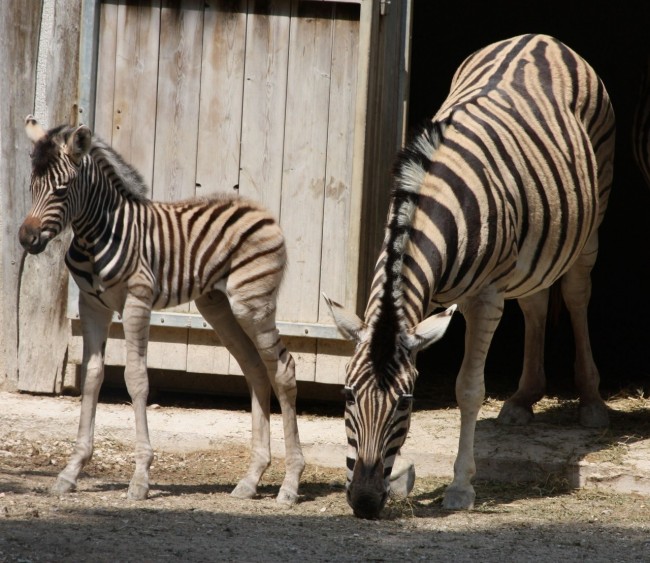 zebre Falconara1