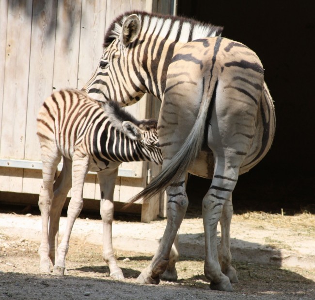 Il cucciolo di zebra prende già il latte dalla sua mamma