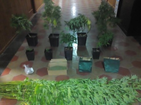 Le piante di marijuana trovate nel terrazzo e nel terreno