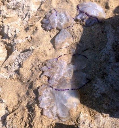 Le meduse della specie rhizostoma pulmo