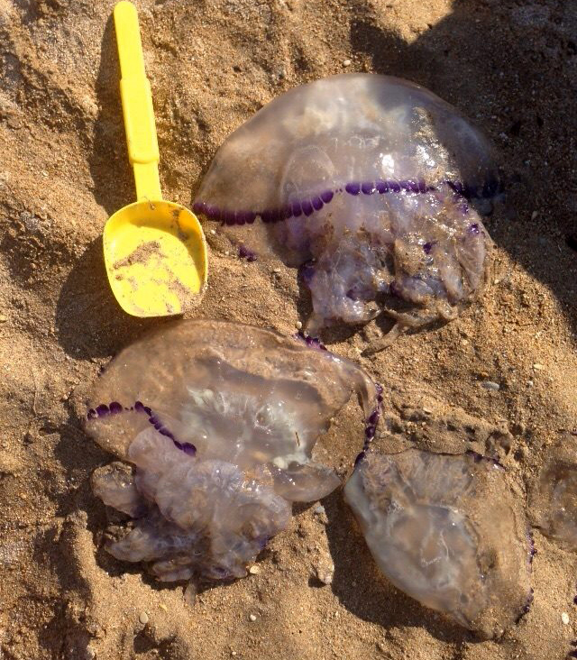 Meduse spiaggiate a Civitanova