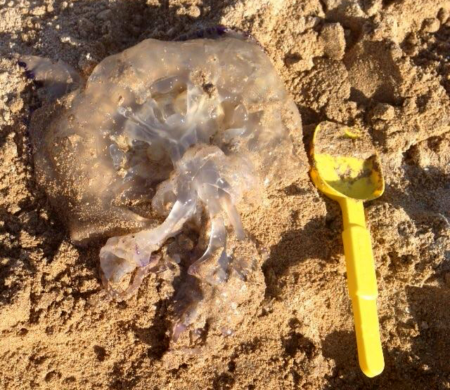 Meduse (5)