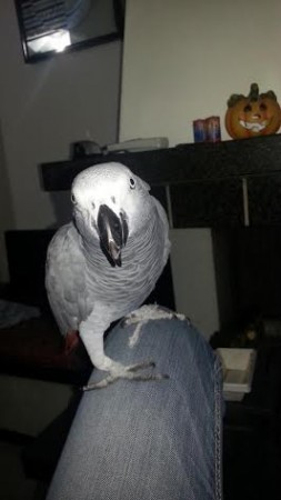 Il pappagallo volato via