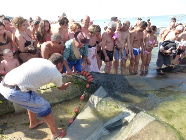 Sciabbeca civitanova 2015 (17)