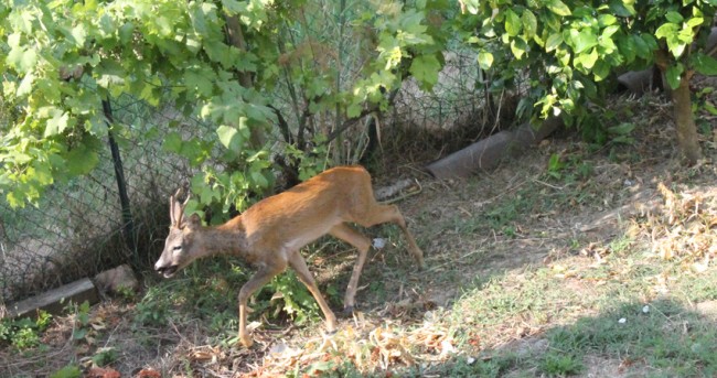 capriolo civitanova (2)
