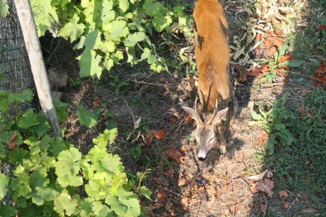 capriolo civitanova (3)