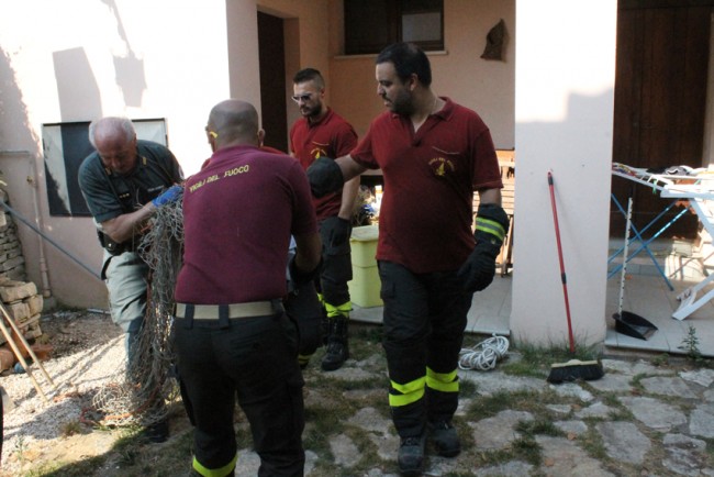 capriolo civitanova (6)