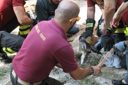 La cattura del capriolo ad opera di Vigili del Fuoco e polizia provinciale