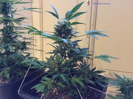 marijuana-in-casa_camerino-1-450x338