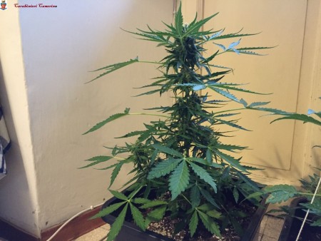 marijuana in casa_camerino (2)