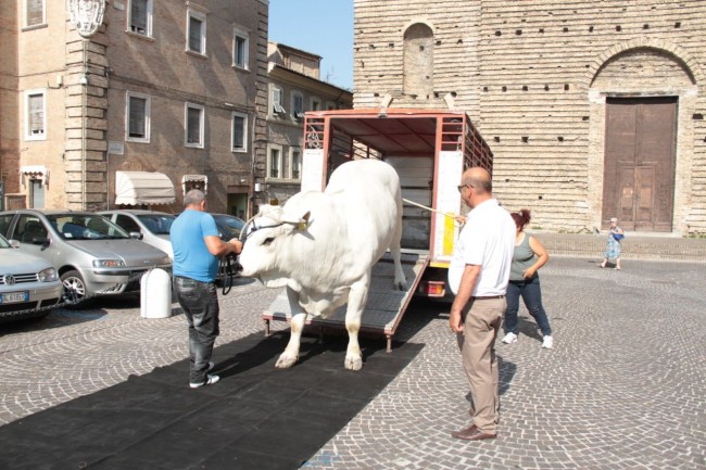 mezzogiorno italiano rai 1 a macerata foto ap 13