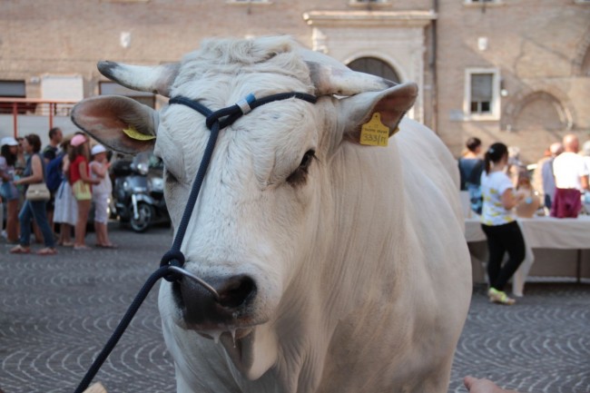 mezzogiorno italiano rai 1 a macerata foto ap 25