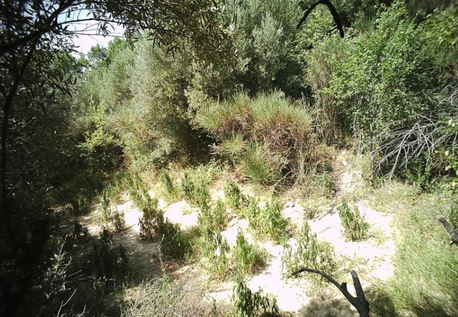Uno dei campi di cannabis