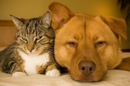 CANI E GATTI