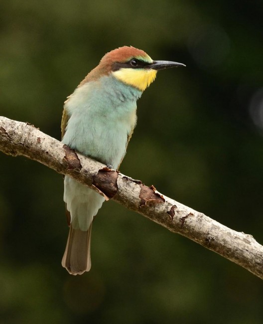 Uccelli africani 2