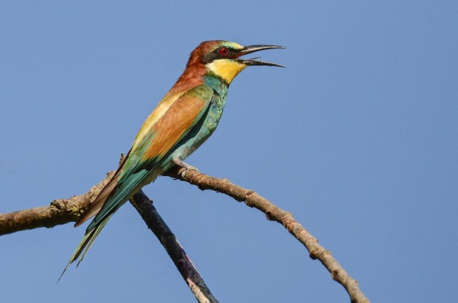 Uccelli africani 3