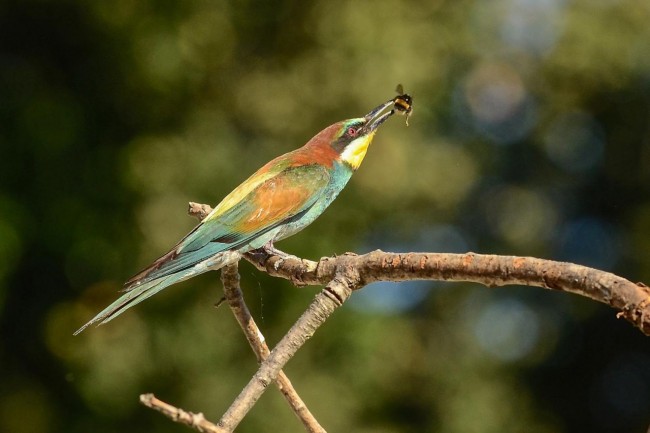 Uccelli africani 4