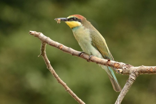Uccelli africani 5