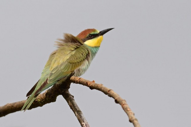 Uccelli africani 6