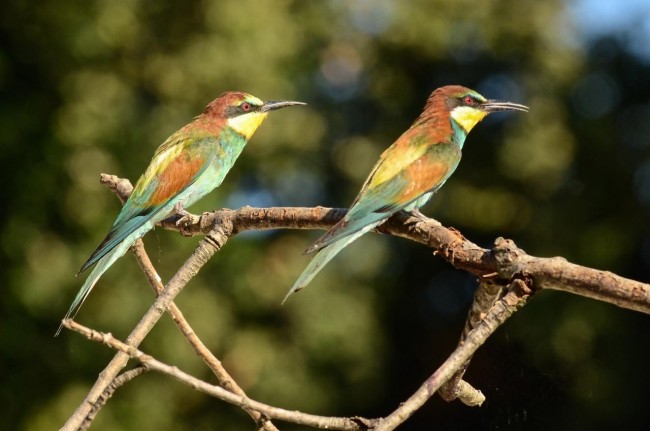 Uccelli africani